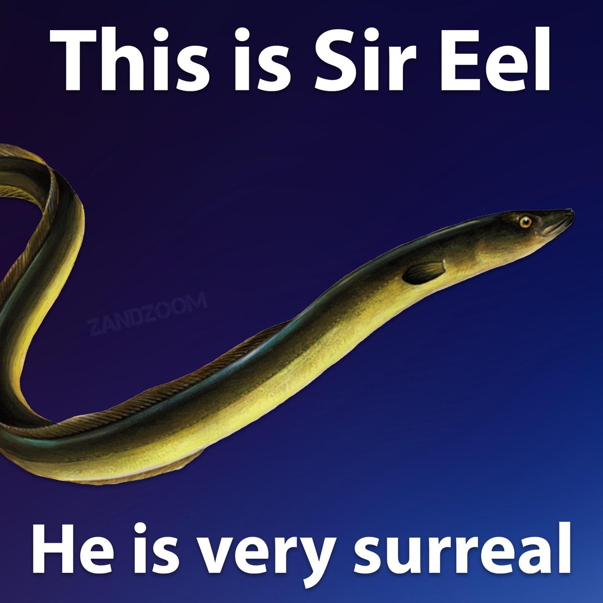 Say hi to Sir Eel.