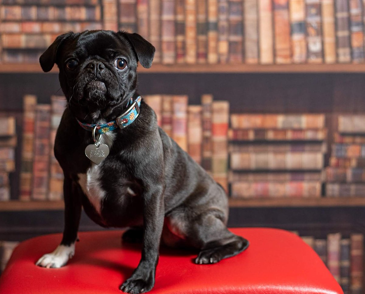 Our beautiful Clementine.
#NationalPuppyDay
#NikonLove #nikonnofilter #nikond750