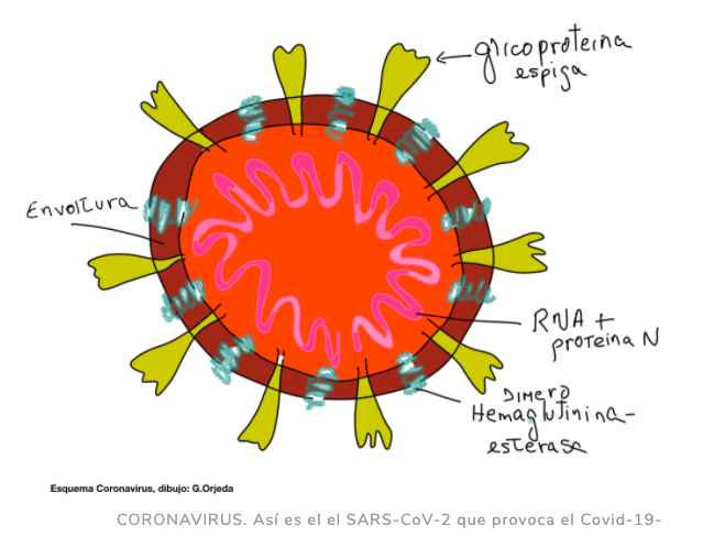 gorjeda's tweet photo. Les paso mi artículo  en @Ojo_Publico  a partir de mi último hilo sobre el Coronavirus y la importancia de tener visión a largo plazo y políticas adecuadas de Ciencia Tecnología e Innovación tecnológica.  Ojalá el SPR @MartinVizcarraC dé un golpe de timón https://t.co/52QDSO6mnx https://t.co/a0MK3Q9twh