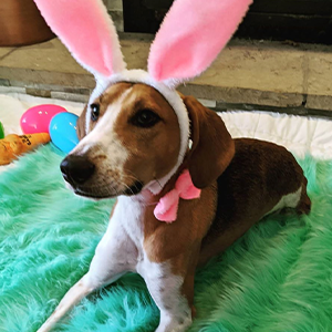 Wishbone tweet media