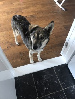 millypod1's tweet photo. 🆘BAILEY #Lost #ScaMe #Tagged Cross Breed Female
ONE EAR STICKS UP. PLEASE SHARE
Philips Close #Rayne #Braintree #Essex #CM77 6DB  https://t.co/yscgXAFBIR https://t.co/Ut22465tBR