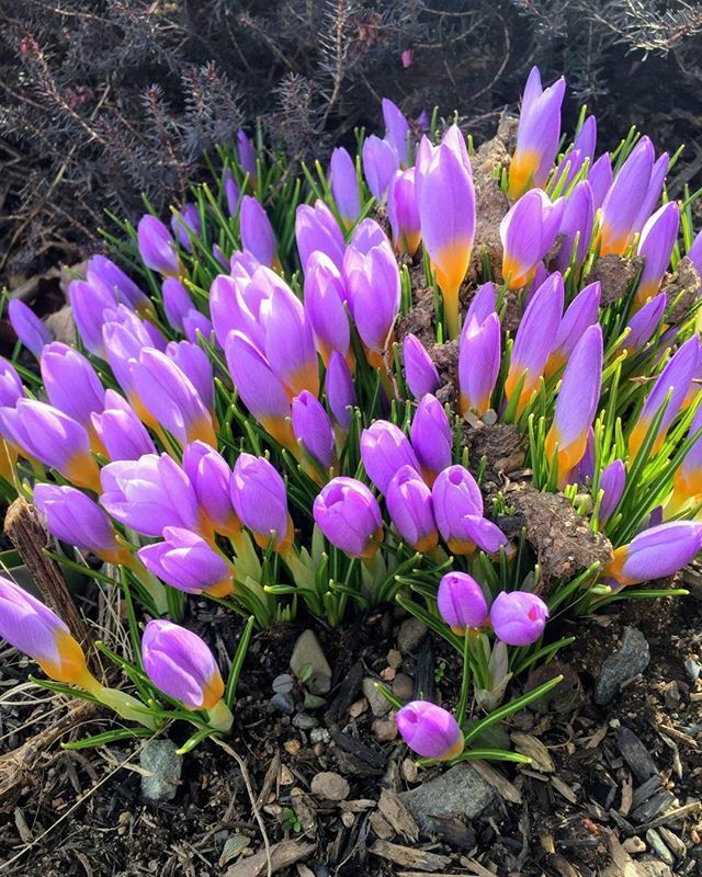 MarketRecharge's tweet photo. Crocuses always make me smile, but now even more so.  They always seem to portray optimism 🌷☀️. #spring flowers #springtime #diversion #makes me smile https://t.co/s3zbIDIWct