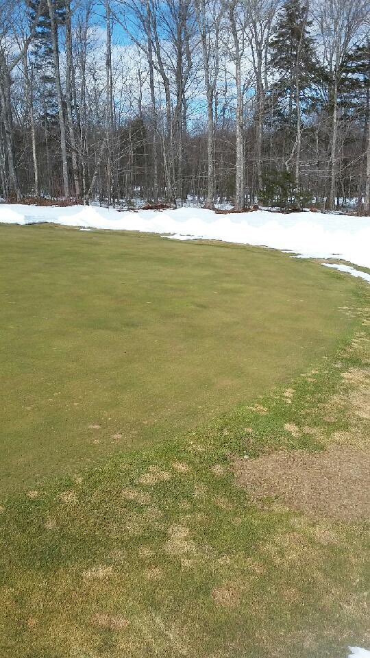 HalifaxSeedTurf's tweet photo. Pressure this winter in Southern Nova Scotia higher this winter than in the last couple. Fungicides holding well on this green but reports of small breakthrough today. Contact mixed in backpack to treat smaller areas will help. #Daconil or #Medallion till things wake up. #HSturf https://t.co/DvSVyihXnQ