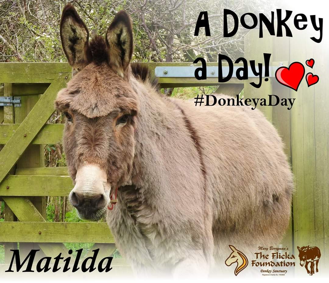 Join us in sharing a #DonkeyaDay to brighten someone else's day. Look out for one another and stay safe 💖🙏💖 #Matilda #donkeys flickafoundation.org.uk/matilda