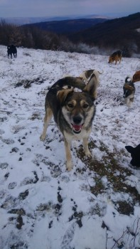 millypod1's tweet photo. 🆘BAILEY #Lost #ScaMe #Tagged Cross Breed Female
ONE EAR STICKS UP. PLEASE SHARE
Philips Close #Rayne #Braintree #Essex #CM77 6DB  https://t.co/yscgXAFBIR https://t.co/Ut22465tBR