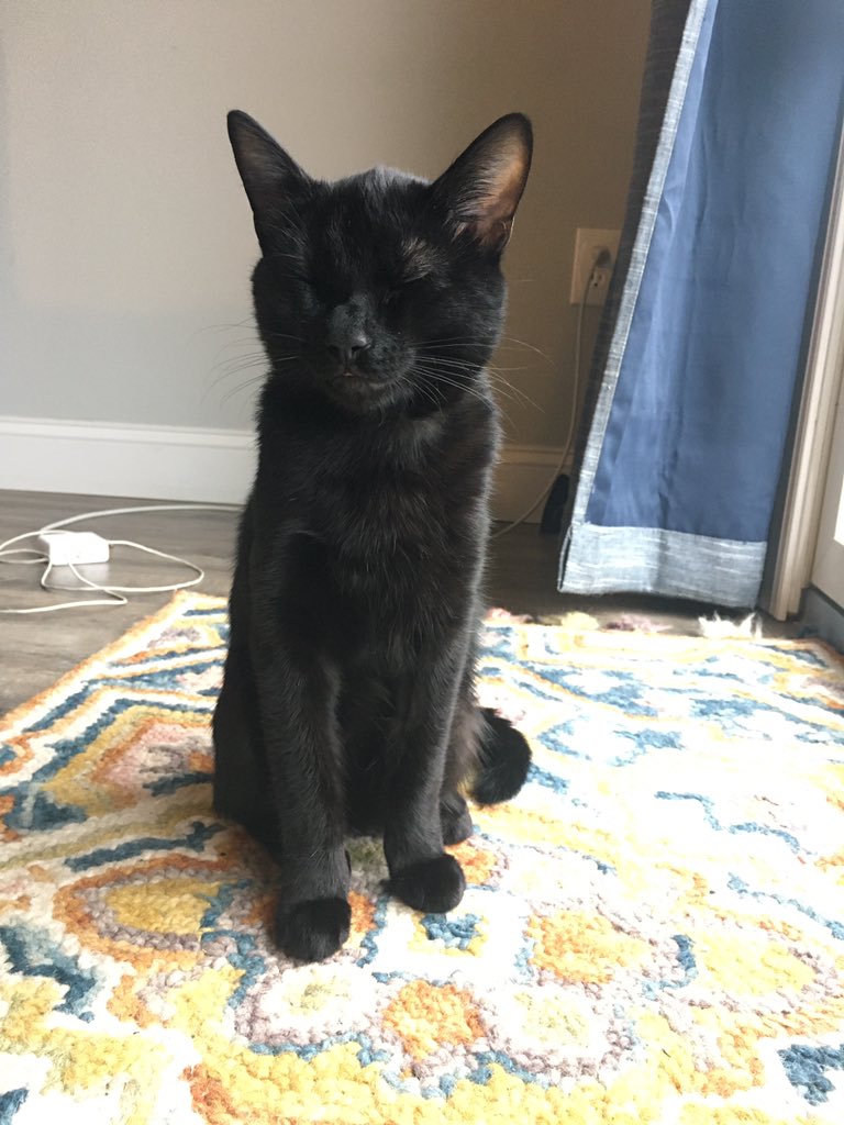 BrackmanScience's tweet photo. Afternoon update: he sleeps sitting up too! 😹 https://t.co/VHI6zVzk9l
