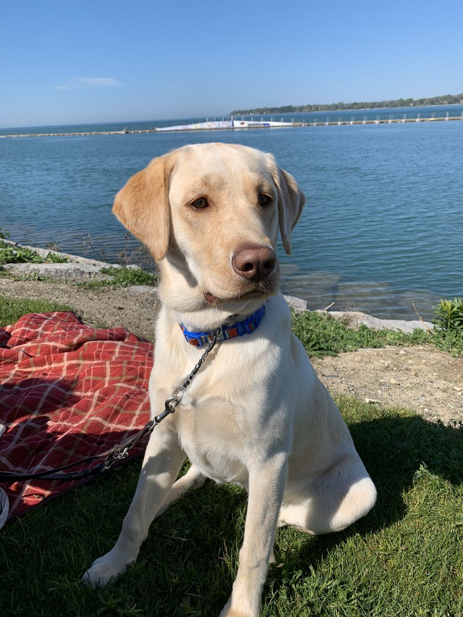 maestrobillyard's tweet photo. @WGRZ Our handsome guy Bodie https://t.co/6Nu1qBdCsW