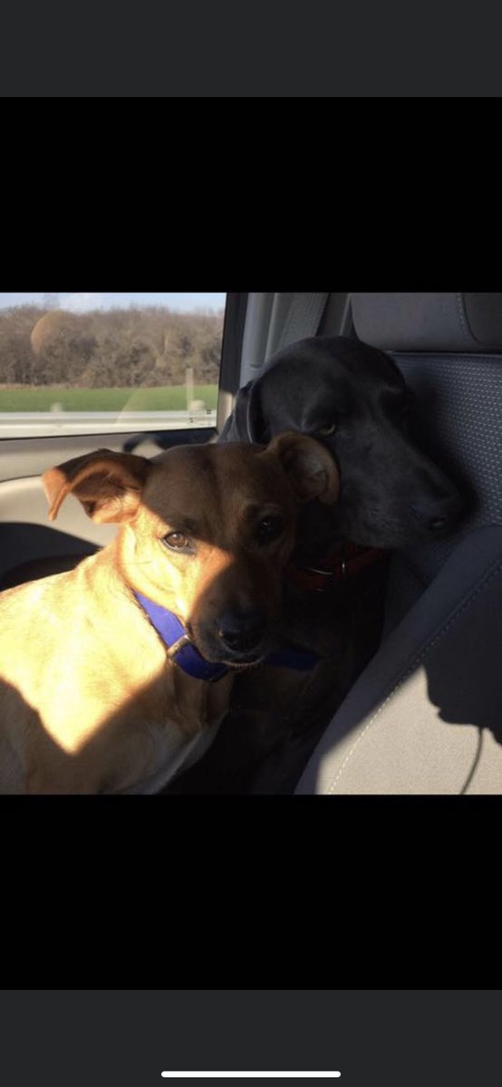 LilSaint0714's tweet photo. My puppies!! #mckboyd #jkpeirson Reno and Vegas! https://t.co/9B74JECw6R