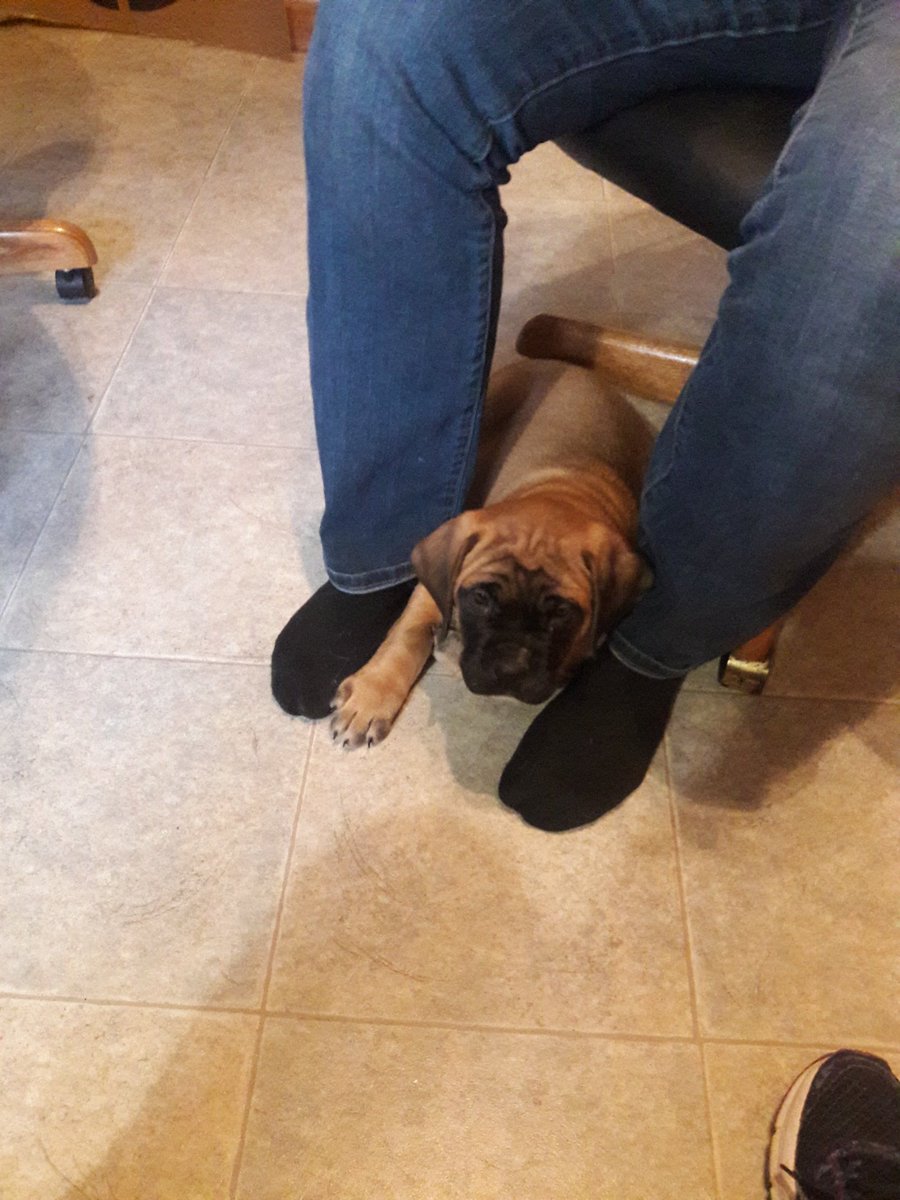 samstemler's tweet photo. Mastiff puppy! They start out so tiny! https://t.co/f4mH7PmWBx