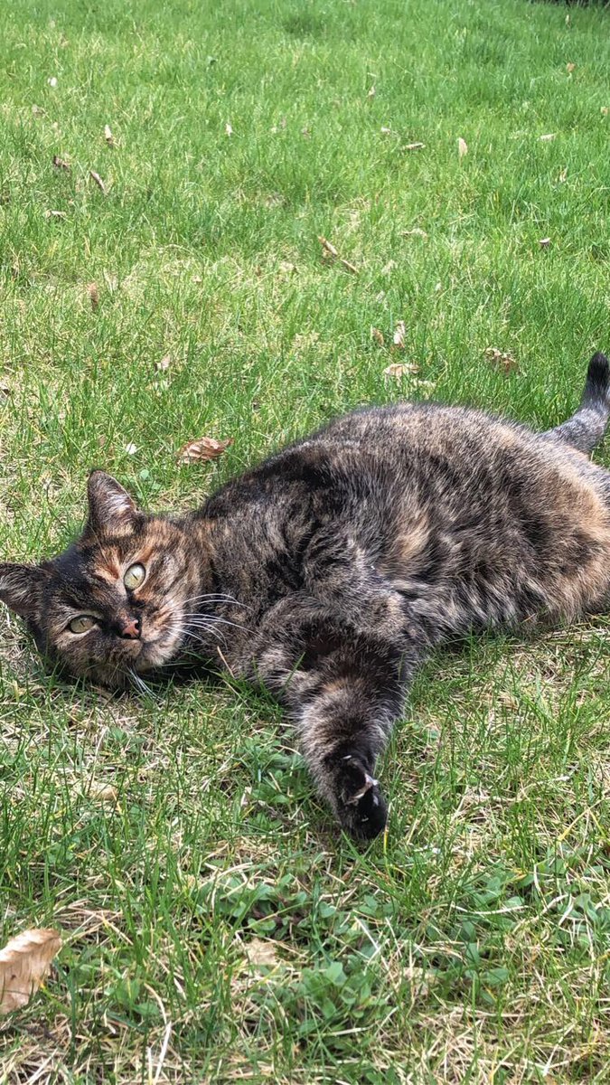 achillelara's tweet photo. #Europets here is my bรฉbรฉ sheโs the sweetest cat in the world xx https://t.co/KQDvZpLSiR