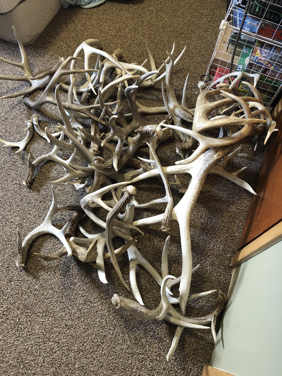 Will loves spending time shed hunting. Now he has even more time to do it, not sure his room is going to be big enough...tried to convince him maybe some could find their way outside.