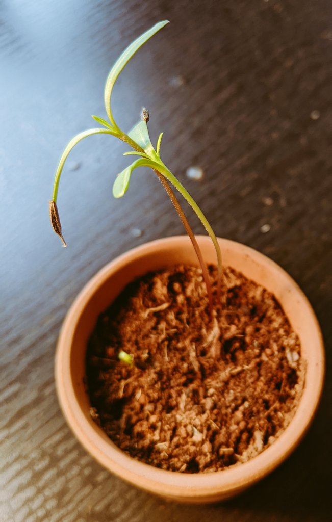 Growth is steady, so updates are fewer, but both are starting to put out new leaves!!! Also a new cosmos sprout approaches!