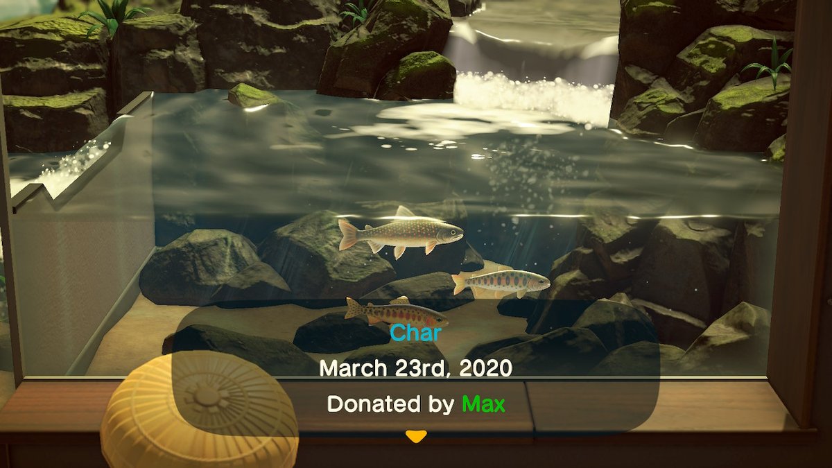 Mazyx's tweet photo. Caught more rare fish! #AnimalCrossing #ACNH #NintendoSwitch https://t.co/pUNN5YHOH6