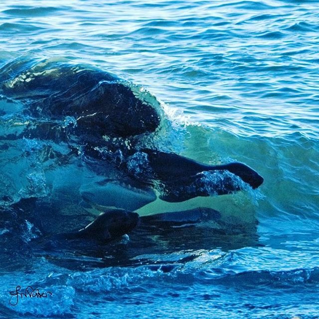 lesitedelorque's tweet photo. En mauvaise posture... ©️Crédits : @orcaingrid 📸 🌊 🐬 🐋 
#orque #killerwhale #orca #whale #dolphin #dauphin #baleine #wearetheorca #whalewatching #dauphins #orques #baleines  #wildlifephotography #photoanimaliere #orcas #whales #killerwhales #orche https://t.co/x8TO2iCcbW https://t.co/q918mJm7Ox