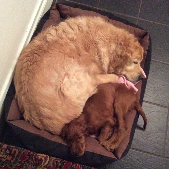 EdwardtheSetter's tweet image. Ah what the heck, one last little bit of puppy spam for #internationalpuppyday #edwardthesetter