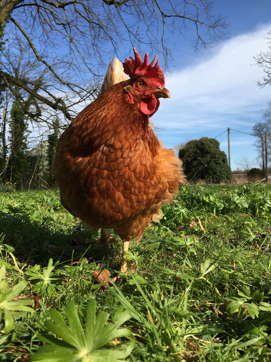 bourn_rachel's tweet photo. @Talesfrombefore My one hen refuses to lay an egg! Now, more than ever, we need eggs! #oneforthepot https://t.co/PskL2SuM2U