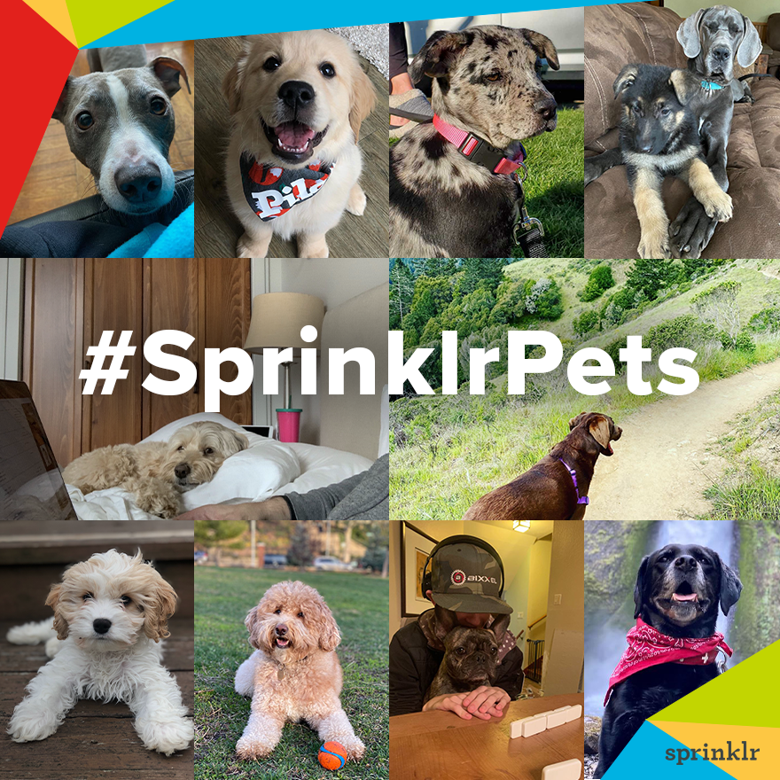 Sprinklr's tweet photo. Today is National Puppy Day! A special shoutout to the goodest dogs of Sprinklr that are keeping our global employees company while working remotely πΆ #SprinklrPets
There is no better time to foster! Learn more and find your local shelter here π https://t.co/VL67CnTG7c https://t.co/fyBBDDXBwK