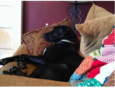 JKPeirson's tweet photo. So Petey and Tinkerbell lead very nice lives in the Peirson house! Very thankful for our four legged members of our family! #mckboyd https://t.co/7fgBlmd01P