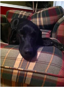 JKPeirson's tweet photo. So Petey and Tinkerbell lead very nice lives in the Peirson house! Very thankful for our four legged members of our family! #mckboyd https://t.co/7fgBlmd01P
