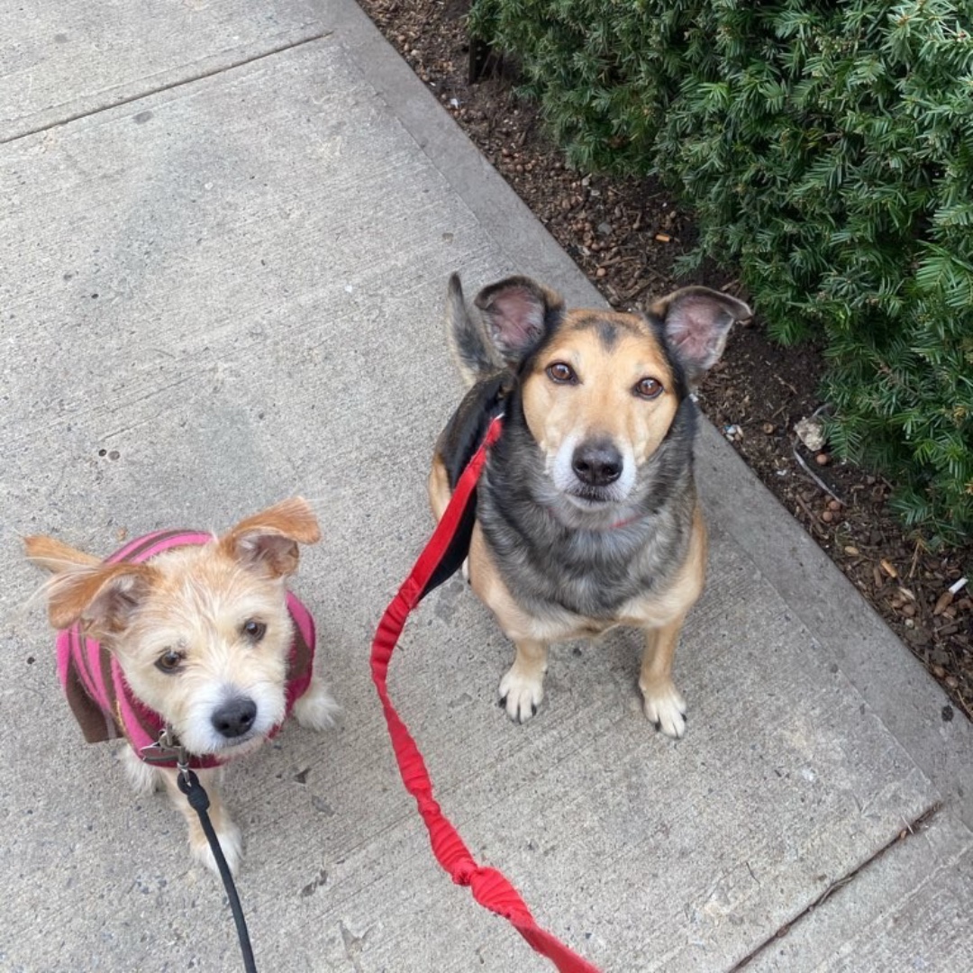 lukedogwalker's tweet photo. Molly &amp; Elvis wish you a happy end of the day! #mixedbreed #maythepawsbewithyou #lukedogwalker #dogwalkeruws #happydog #uws #doggy #doggo #furbaby #dogcity  #puppy #puppylover #ilovedogs #sweet #whatabeauty #nycitydog #sweetdoggo #endoftheday #cutedog #cutepic #dogsofinstagram https://t.co/cEqzGYeYVX
