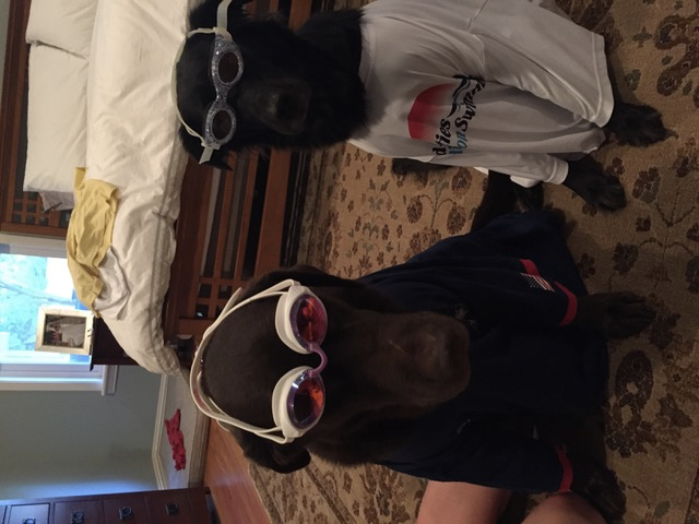 MARS_SWIM's tweet photo. @USASwimming Here's Katie Meili's dog Rio (on the left), and his then, new girl friend Medley.  Pic from 2016 as the dogs were in the Ready Room, getting themselves together to watch Katie swim. #nationalpupday https://t.co/FFeZTvqwd2