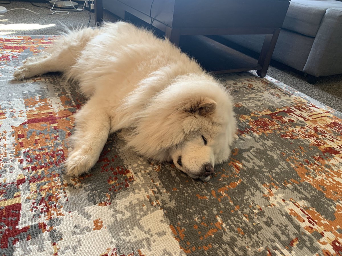 abbey_r13's tweet photo. It’s exhausting hanging with mom and dad all work day!

#capfamconnected #capfam #NationalPuppyDay https://t.co/vONLSoA6P8