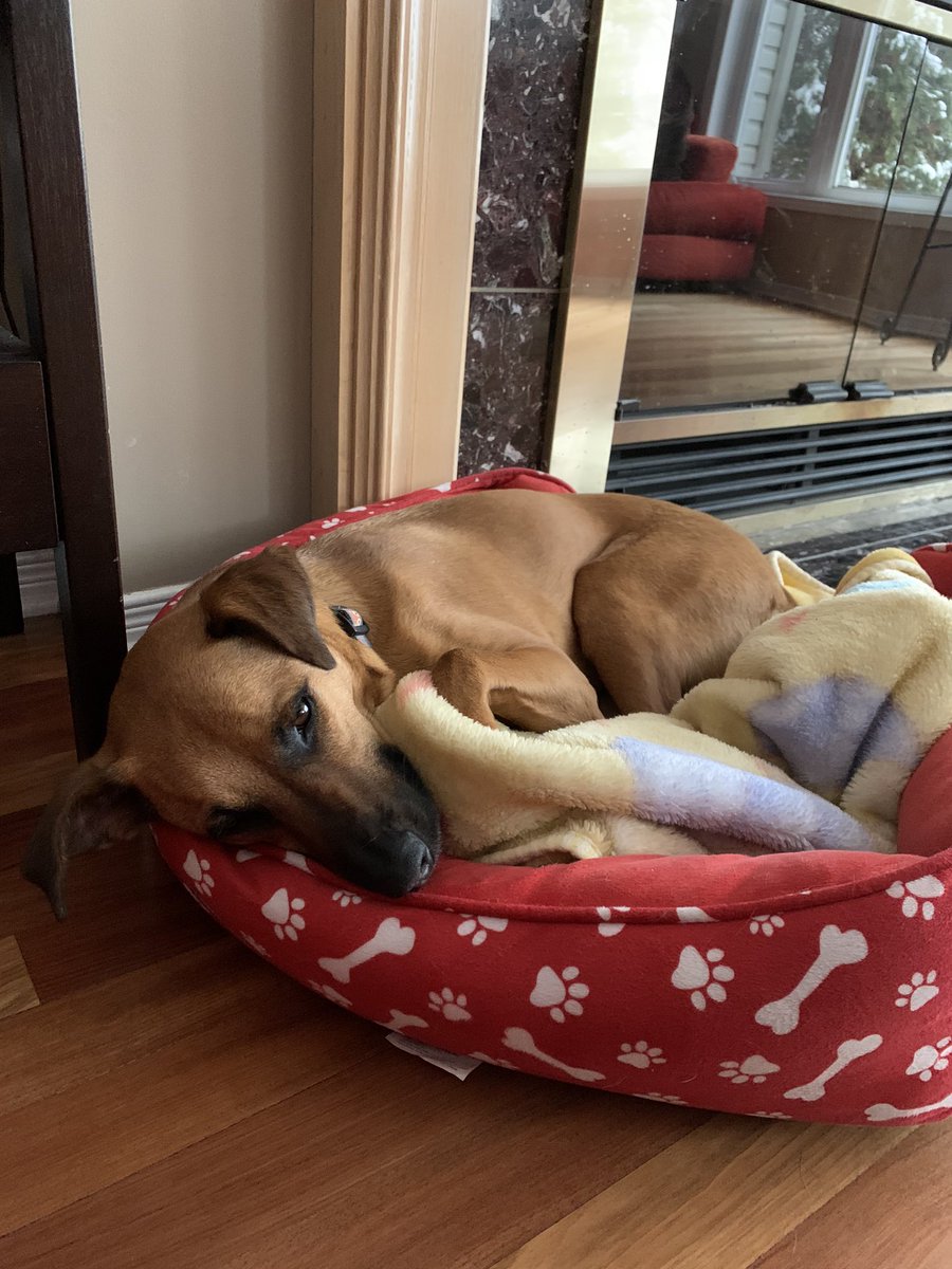 jencull_lopez's tweet photo. Having all my humans at home is really exhausting! https://t.co/xPdwIXQ2Rf