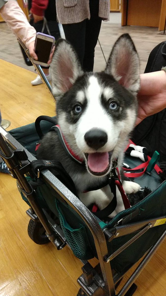 monalisa3540's tweet photo. @NIUMission Here's Mini as a pup! https://t.co/6LmS17RIHI