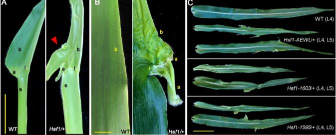 ThePlantCell's tweet image. The Maize Hairy Sheath Frayed1 (Hsf1) Mutation Alters Leaf Patterning Through Increased Cytokinin Signaling #LeafPolarity #Hormones #PlantBiology plantcell.org/content/early/…