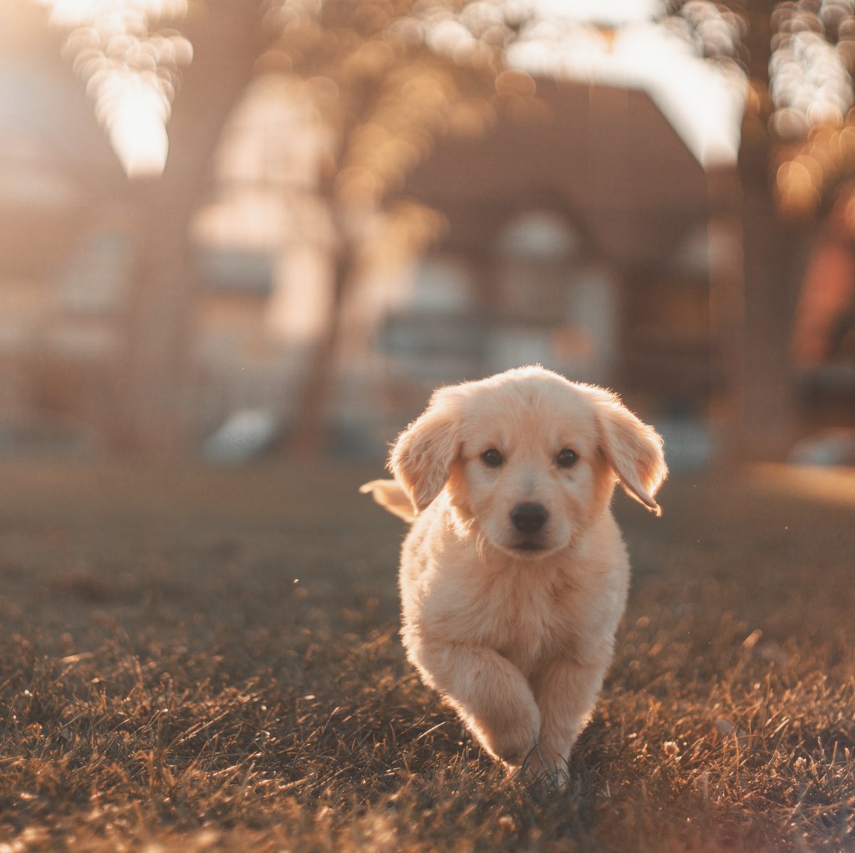 Raise the WOOF! It’s #NationalPuppyDay! We’re PAWsitive you’ll love our pet-friendly policy. 🐶