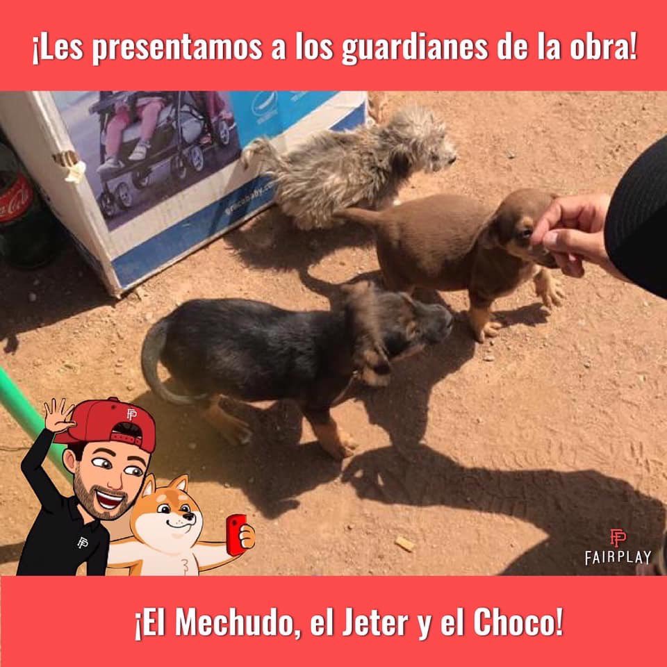 fairplaypark's tweet photo. ¡Nuestros primeros guardianes fairplay! 🐶🐾 https://t.co/B99P92JNc6