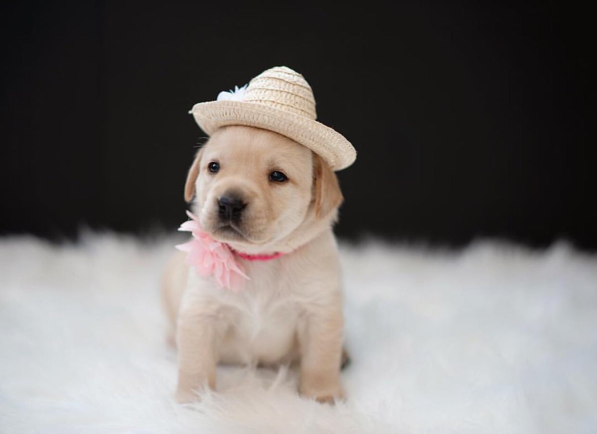 maxzwolan's tweet photo. @dog_rates Throwback to last year https://t.co/TFzILKXDV6