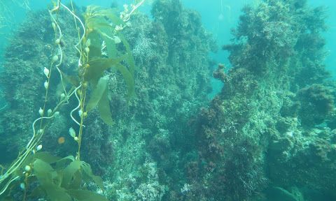 IslandKayaking.com tweet media