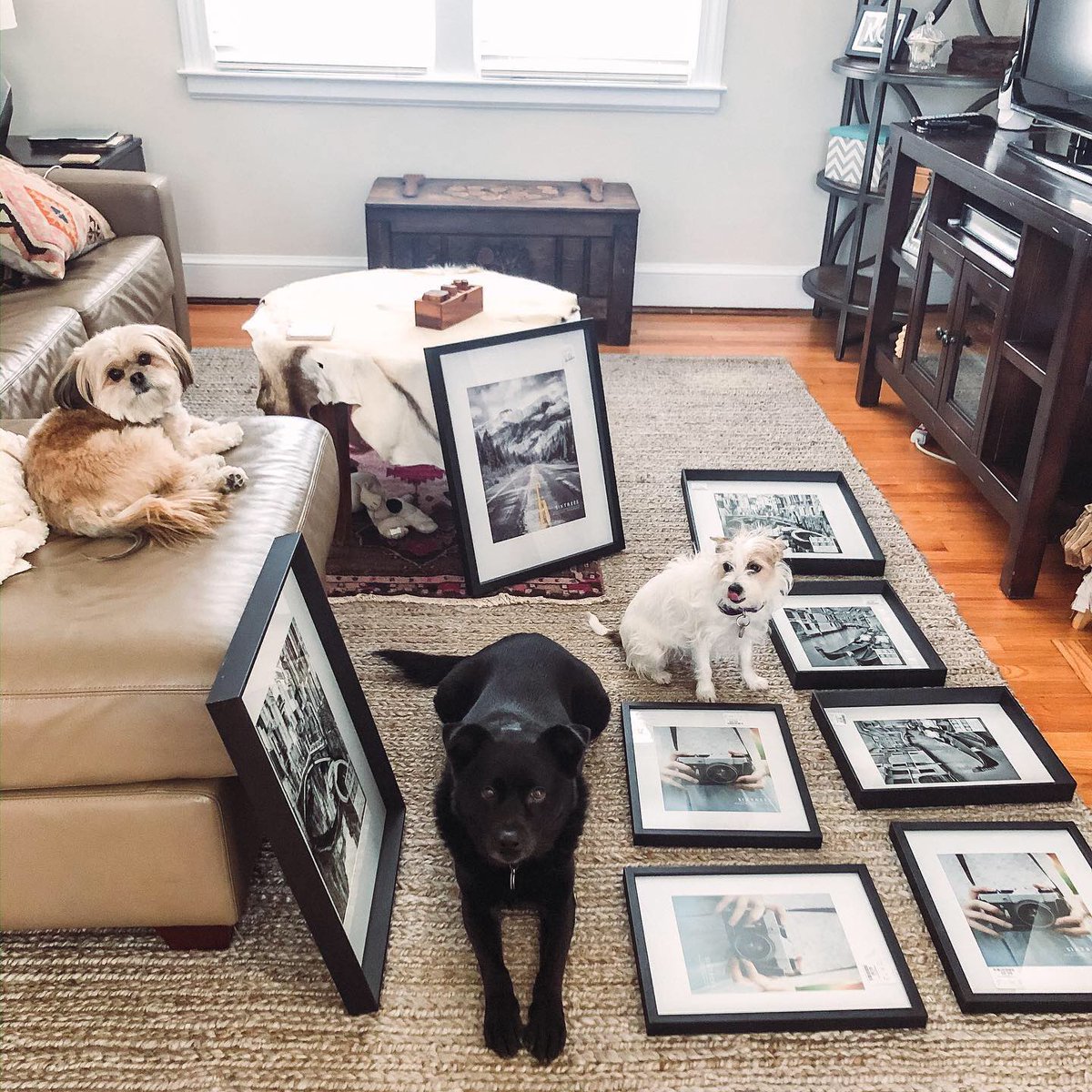 You guys! It's National Puppy Day! These 3 are hard at work. Helping us finish up our new Gallery Wall. Look at them. They couldn't be more excited! 📷 @bravebrunetteblog #NationalPuppyDay #NationalPuppyDay2020