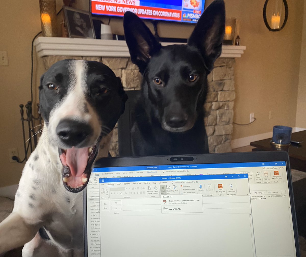 BoiseBrooke's tweet image. My colleagues have a complete disregard for social distancing! #StayAtHomeOrder #workfromhomechallenge #workfromhomepets #COVID19