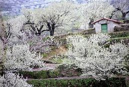 La primavera en Cáceres envuelve sus extensiones hasta convertirlas en un cuento de hadas.🌸😊

mtr.cool/qaiykevhzf

#culturiplan #historia #cultura #primavera #dateunrespiro #desconexion #Cáceres