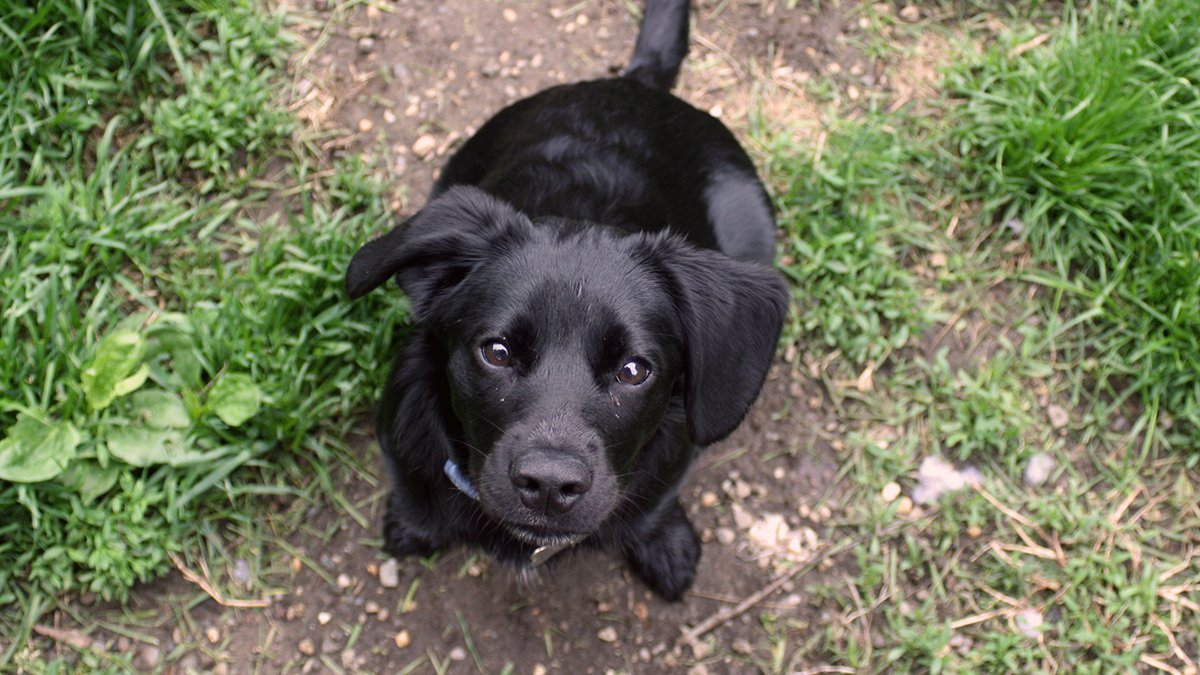 PopeMemorialNH's tweet photo. It's #NationalPuppyDay and we don't know about you, but we sure could use some adorable puppies in our feed. Reply with pics of your puppy (of any age!!) and let's help each other smile today! 😊 https://t.co/0uytaUERkR