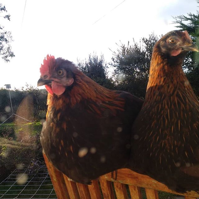 SMHens's tweet photo. After BoJo's speech, we will not be at the St Mawes selling point on Wednesday. We will however continue our Sunday and Thursdays delivery. BACS only, delivered to your doorstep or a safe place. Minimum order of 2 trays @ £6 per tray.
Thankyou. https://t.co/ZUBWGYIbRf