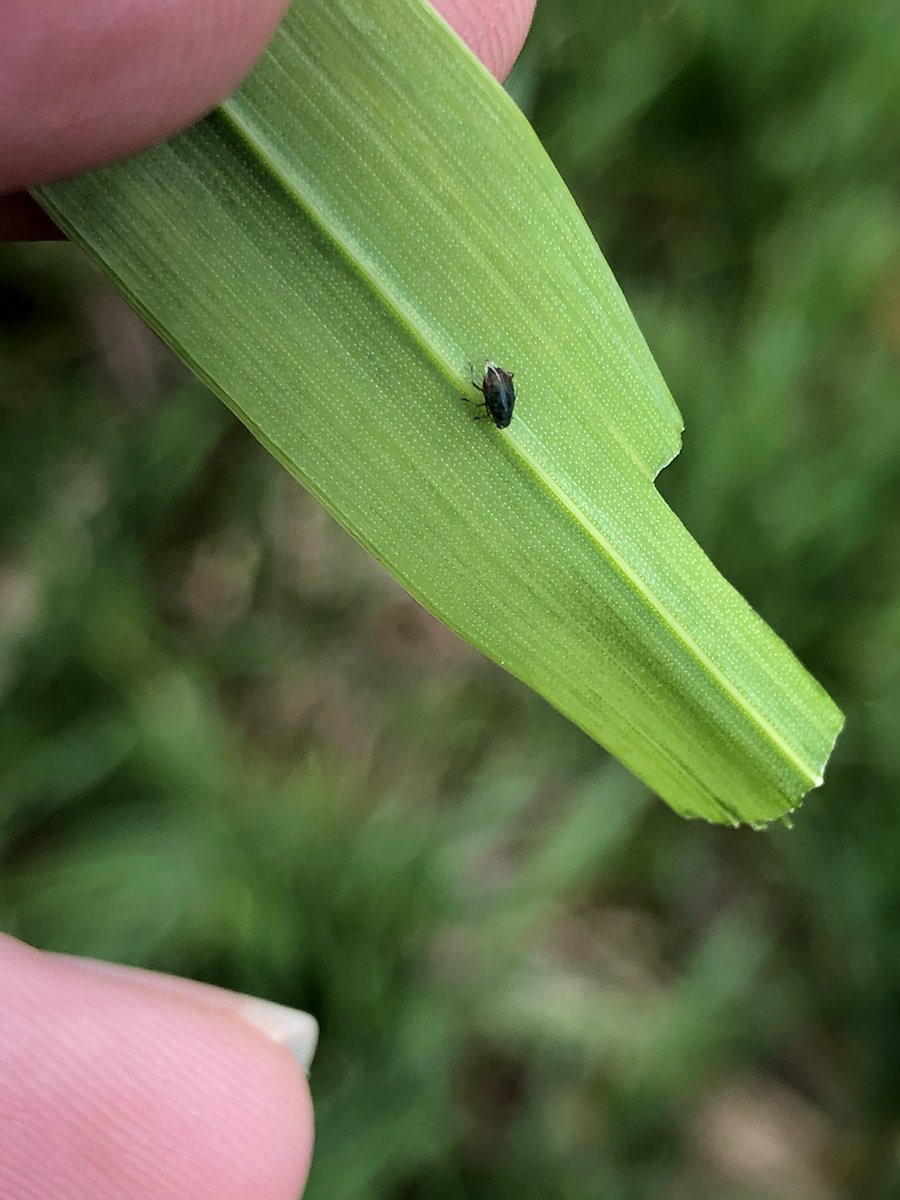 Southern FS Agronomy tweet media