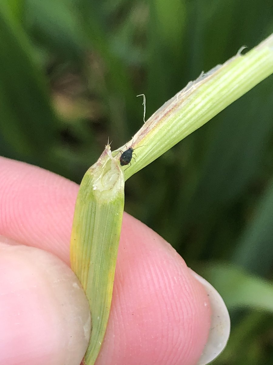 Southern FS Agronomy tweet media