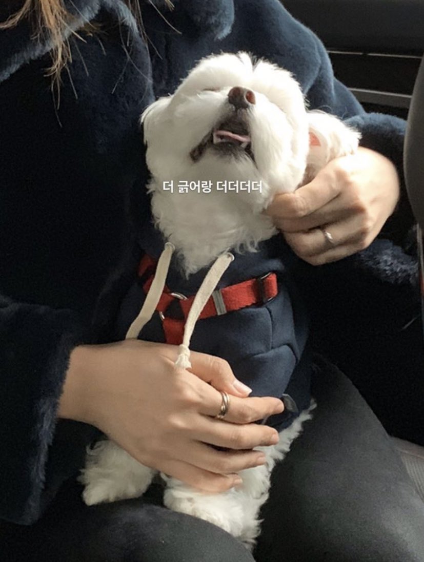 the puppy’s name is jaerong and they’re my emotional support insta puppy for now