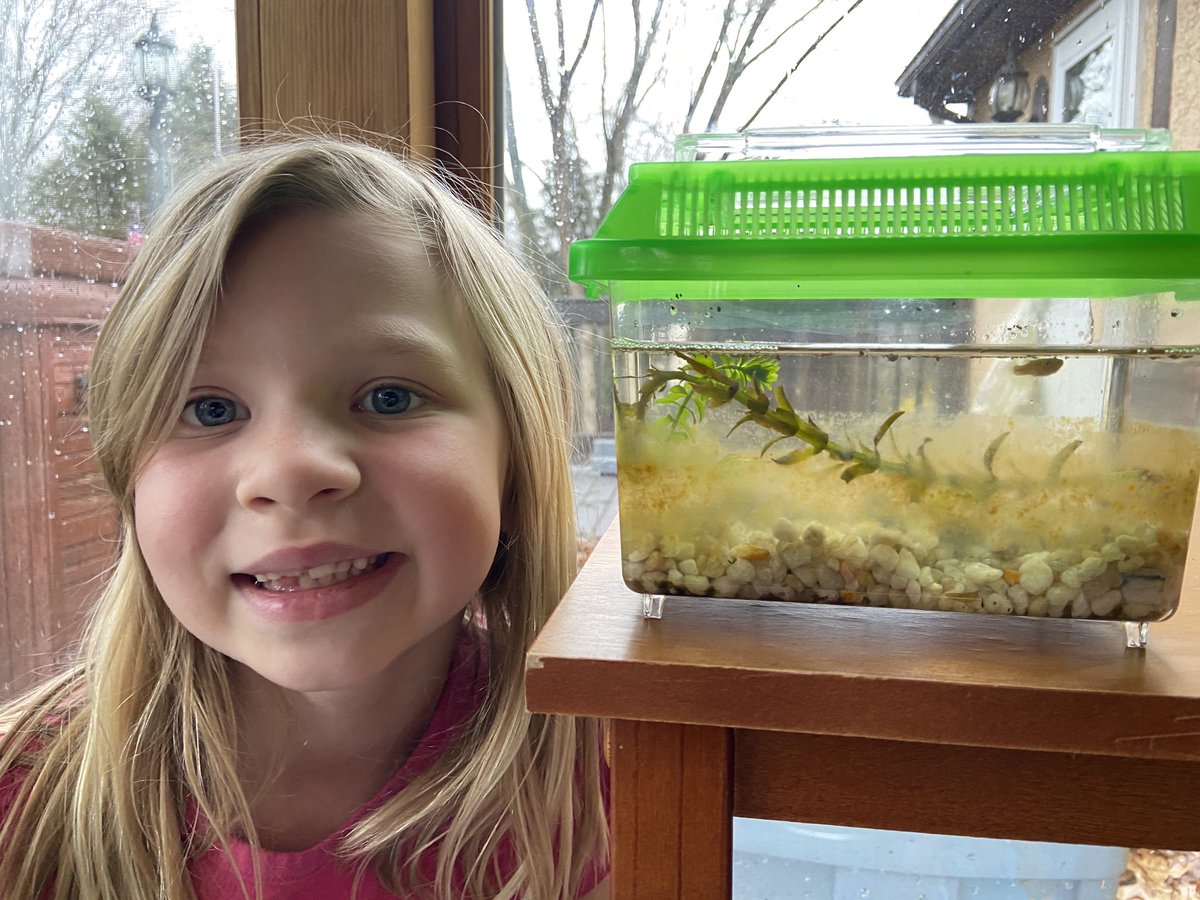 MrsMarchFC's tweet photo. Had so much fun today chatting with my kiddos and joining #OJRTogetherinSpirit pet day fun with our fish Gordon (the lone surviving mosquito fish from our 4th grade ecosystems 😆) and some cuddly “pets” too! ❤️ #WhatMakesFCSpecial @OwenJRobertsFC https://t.co/zkS44VUXM7