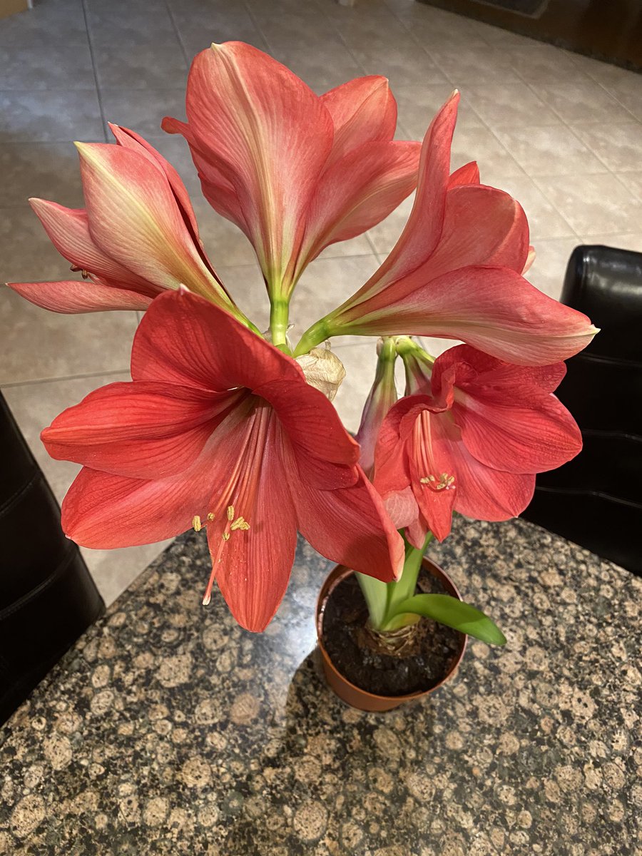 FuserFrank's tweet photo. Having some success with this flowering bulb that I planted indoors a few weeks ago. A great sign that just around the corner the future growth looks bright. Amazing colour and beautiful flowers🌺🌺🌺🌺🌺@FrankFerragine https://t.co/eRxWixmJHI