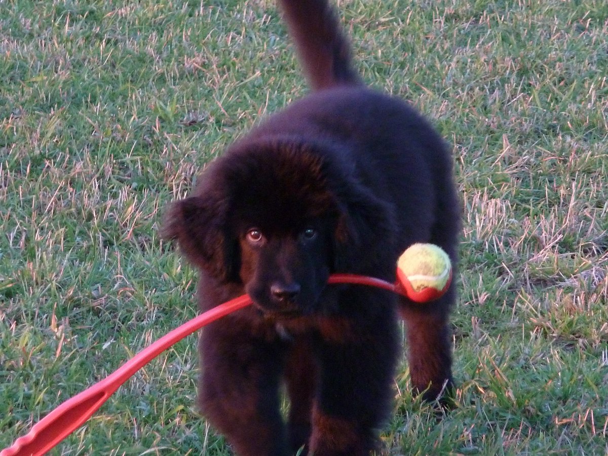 creatorvox's tweet photo. @dog_rates 1. Hana when she was too small to eat out of her raised dish and we used a saucepan instead. 2. not sure how the chuck-in works. 3. all grown-up. https://t.co/LY4gkypnlp