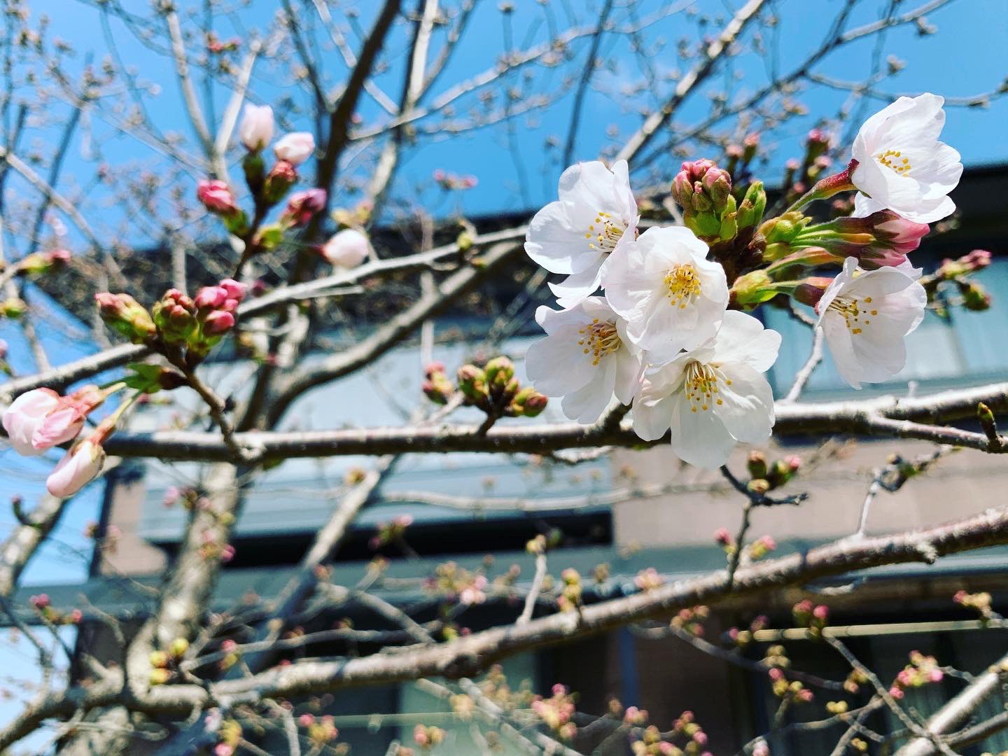 Shinji Kawahara やっと庭の桜が咲きだした 桜 庭の桜 開花 T Co 0hkcrrxxx1 Twitter
