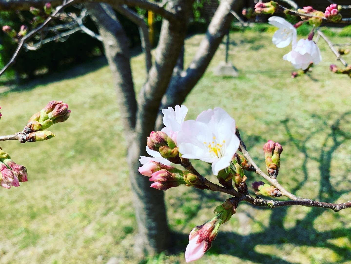 Shinji Kawahara やっと庭の桜が咲きだした 桜 庭の桜 開花 T Co 0hkcrrxxx1 Twitter
