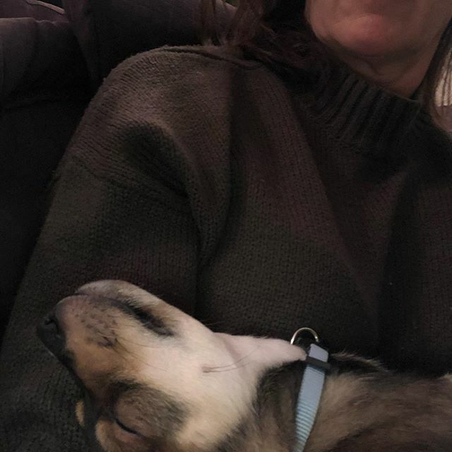 mayer_science's tweet photo. Hanging out with this cute sleeping foster pup -Gary.  He’s had a long day of wrestling with his brothers.  #RockyMountainPuppyRescue https://t.co/ixA88cZS5E https://t.co/aulKjk37Zo