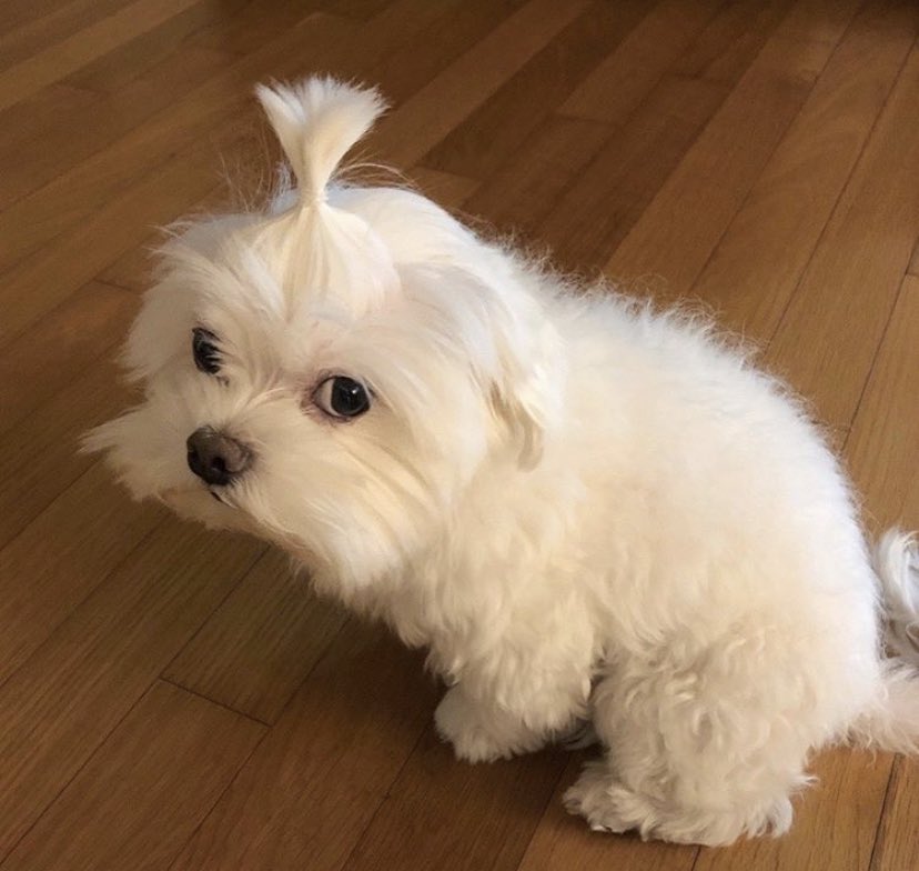 the puppy’s name is jaerong and they’re my emotional support insta puppy for now