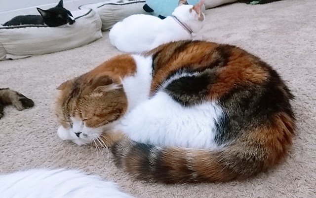 横浜「猫カフェ れおん」さんからお送りした、3/13放送猫カフェ生中継のアーカイブをFRESHにて公開! 全編無期限視聴可能です。

視聴はこちら↓
freshlive.tv/necommu/277356

「ねこみゅ!」Instagramで動画公開中！
→ instagram.com/necommu_insta/