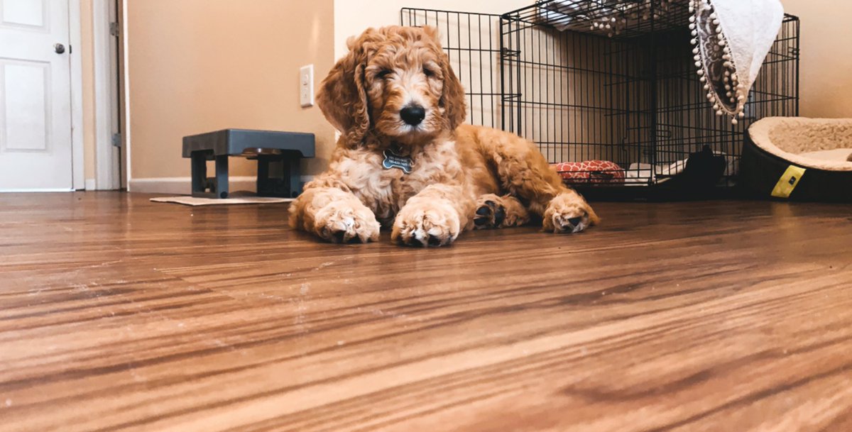 PeytonWorkman's tweet photo. @jaredmecham That looks like my Maverick when he was a puppy!!!!😍 https://t.co/Fl3agRo0Ji